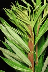 Salix udensis. Emerging leaves.
 Image: D. Glenny © Landcare Research 2020 CC BY 4.0